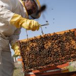 España, el coladero de la miel ‘low cost’ de China a Europa