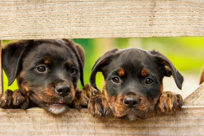 La nueva Ley de Protección Animal ha generado polémica