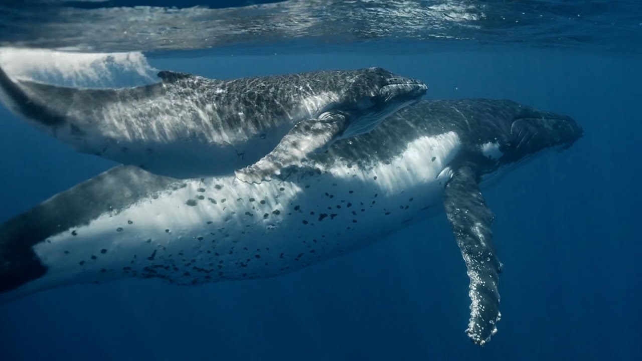 El curioso caso del vómito de ballena.