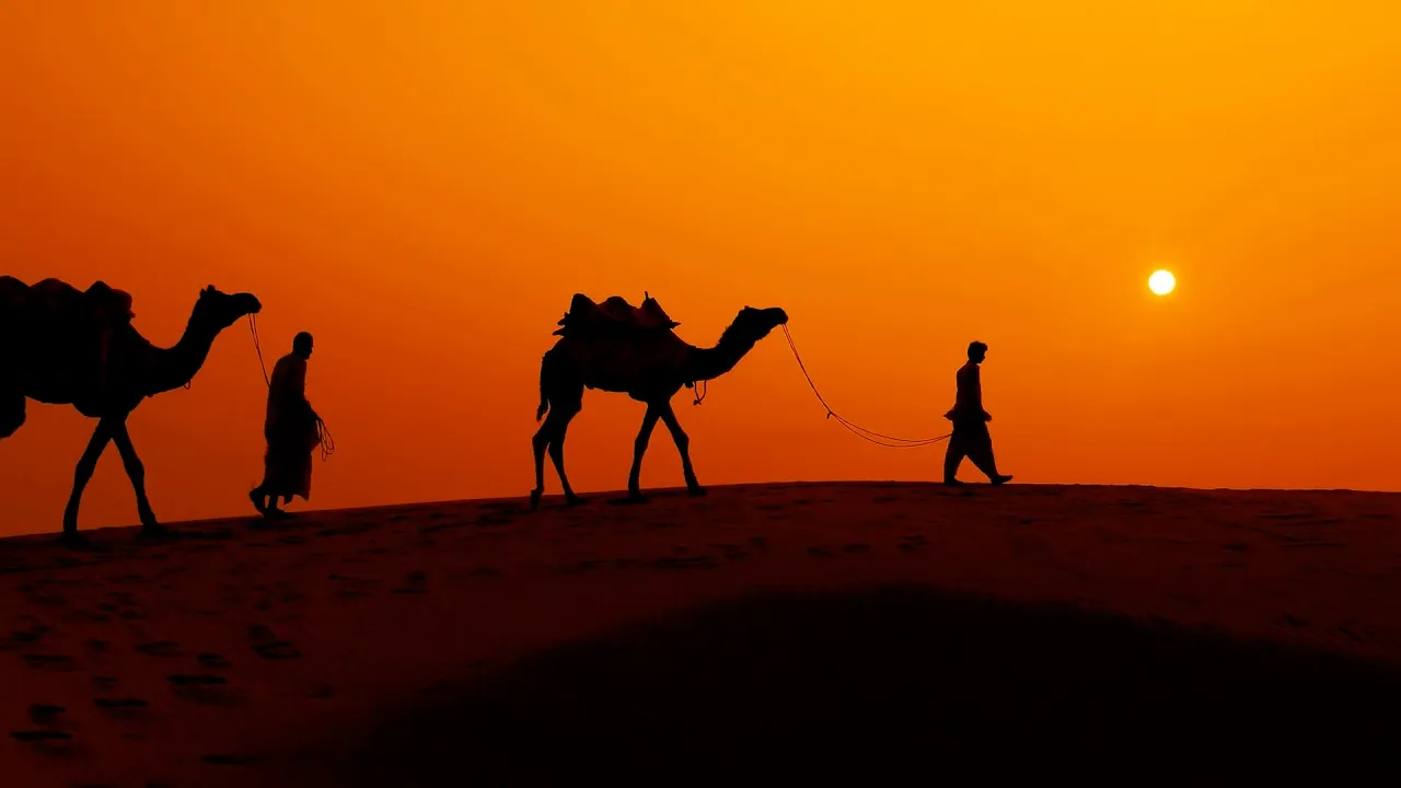 Los camellos son capaces de beber 100L de agua en una sola toma.
