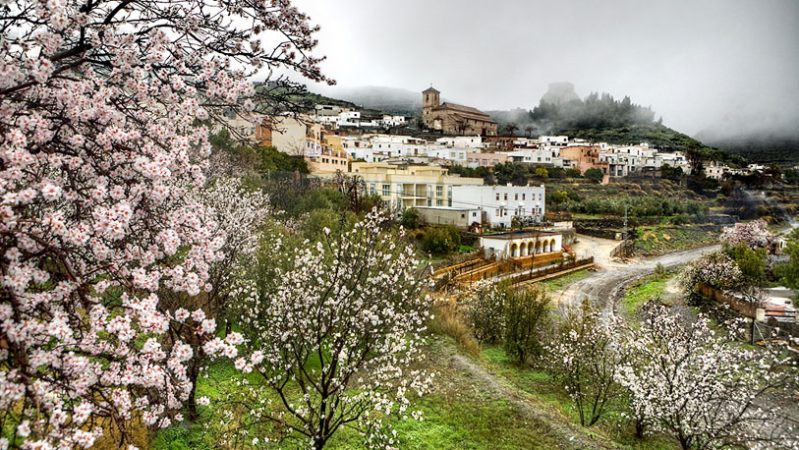 campo Merca2.es