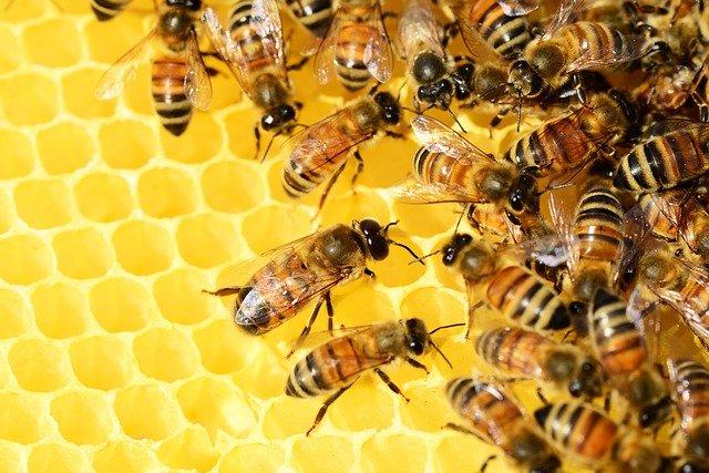 España, el coladero de la miel 'low cost' de China a Europa 1 Merca2.es como hacen la miel las abejas 3151 orig Merca2.es