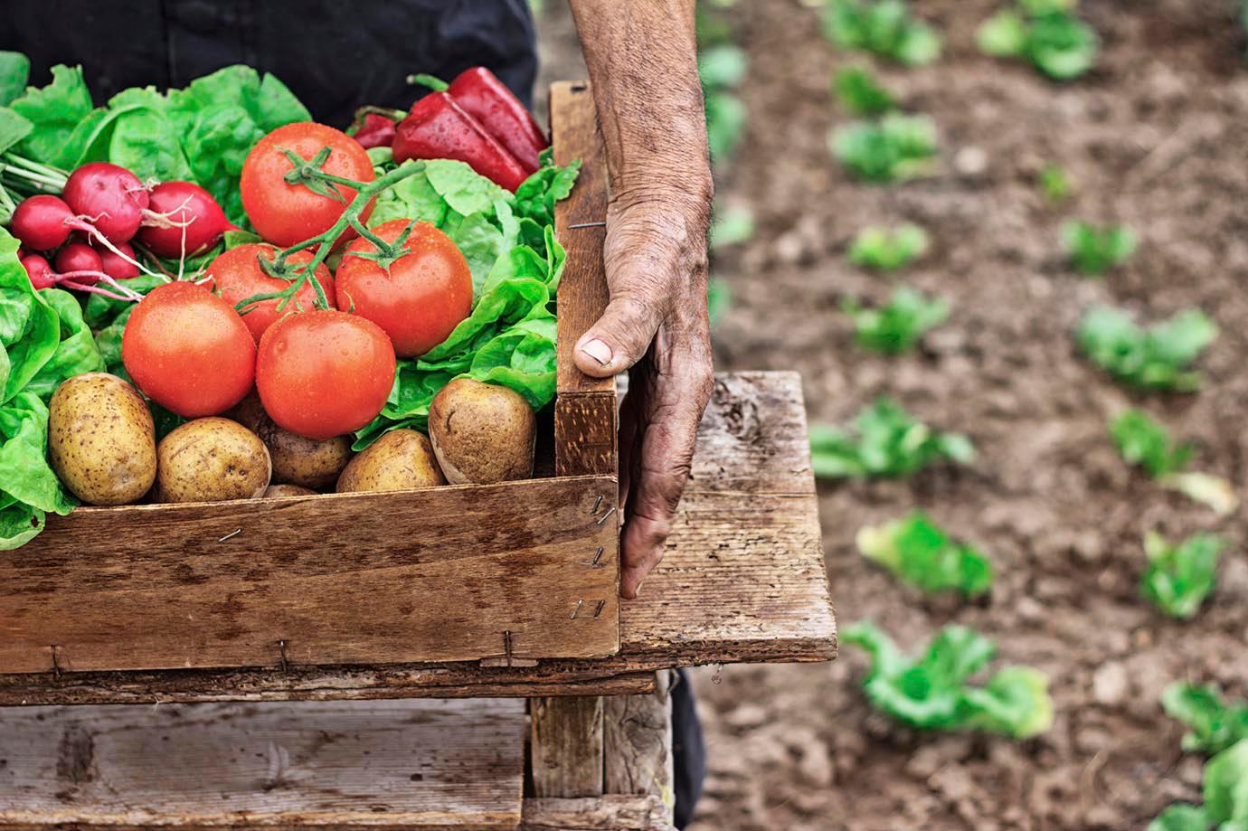 Rotación de cultivos como herramienta para la agricultura sostenible