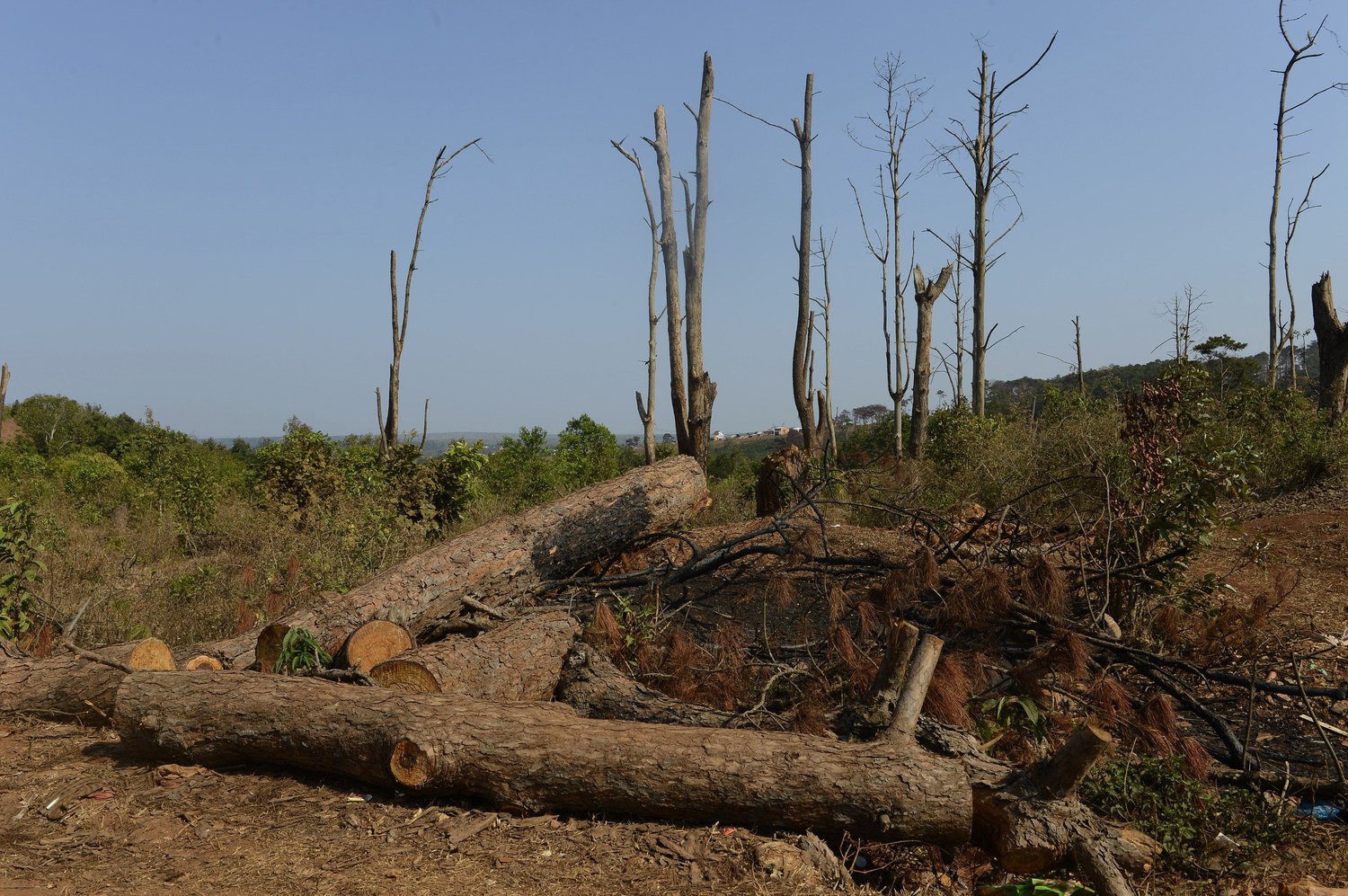 deforestación 