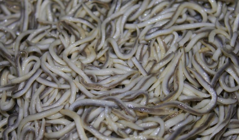 La versatilidad de las gulas