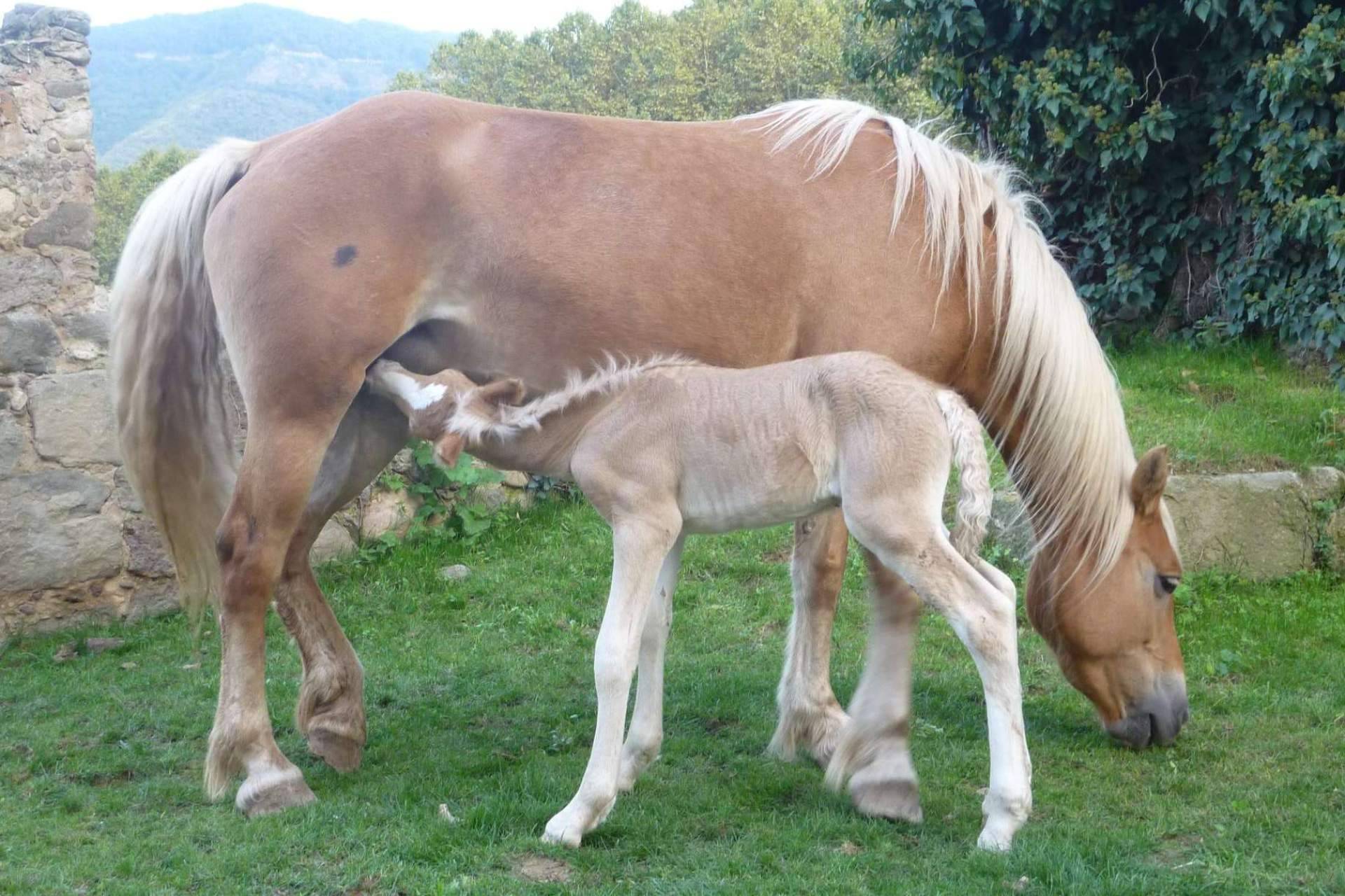 Los beneficios de la leche de yegua para el bienestar de las personas, de la mano de eQuaid Research