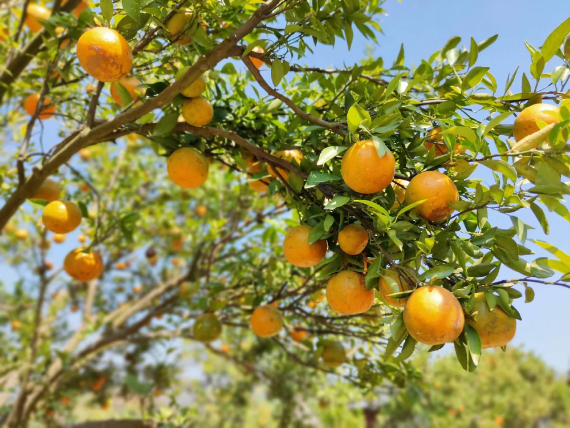 ¿Cuáles son los principales beneficios de comprar naranjas en internet? Sabor a Naranjas