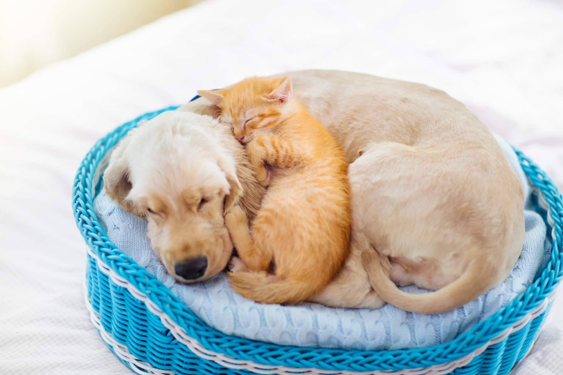 El e-commerce ParaPerrosyGatos es transparente, justo y honesto para perros y gatos (y sus dueños)