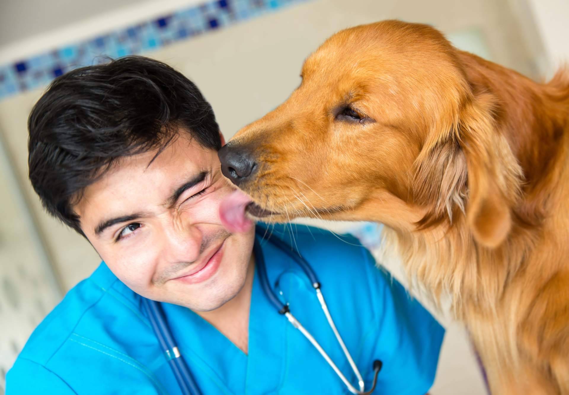 El tiempo que dura un curso de auxiliar de veterinaria