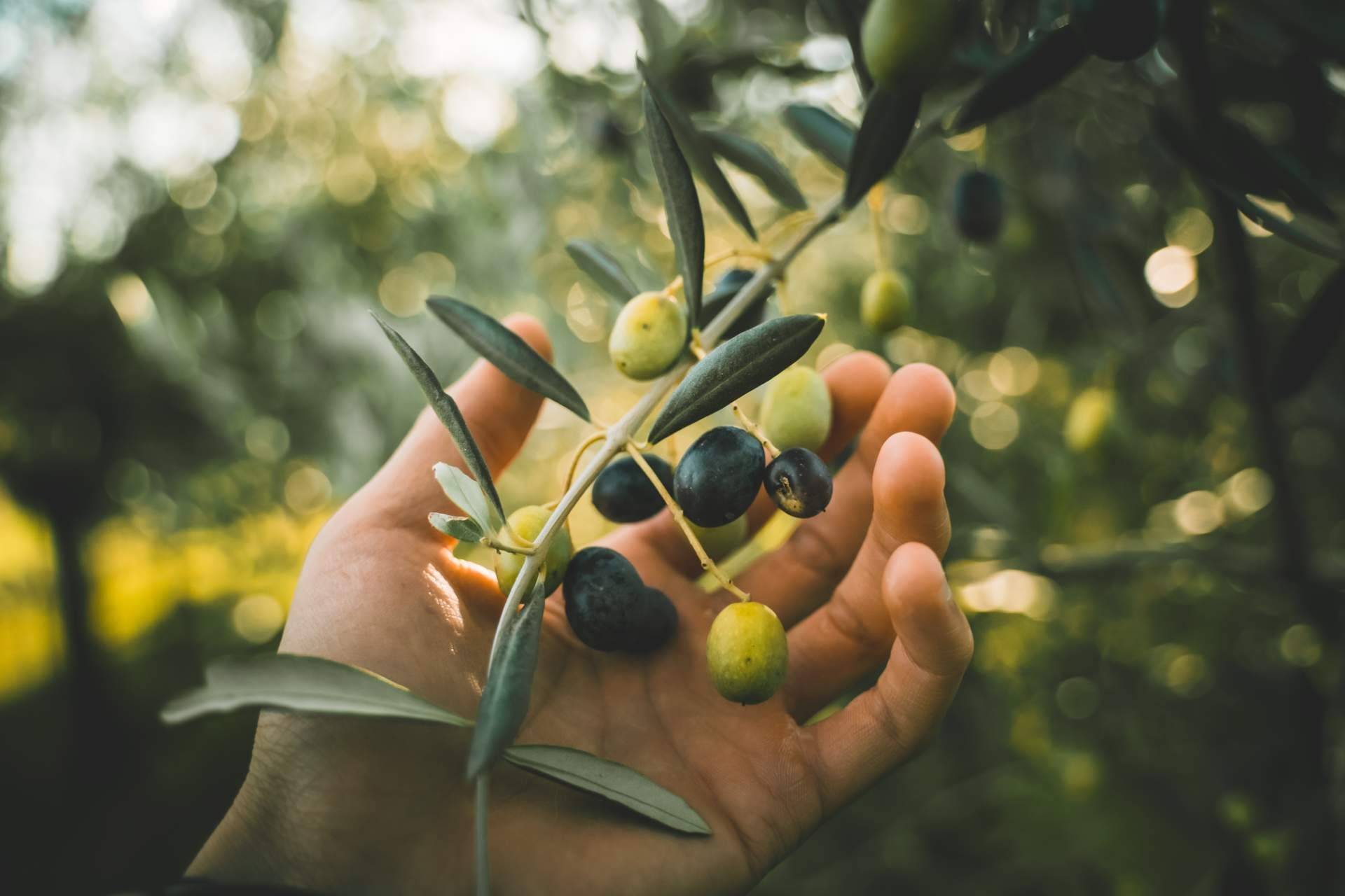 El Aceite de la Vida permite apadrinar un olivo centenario
