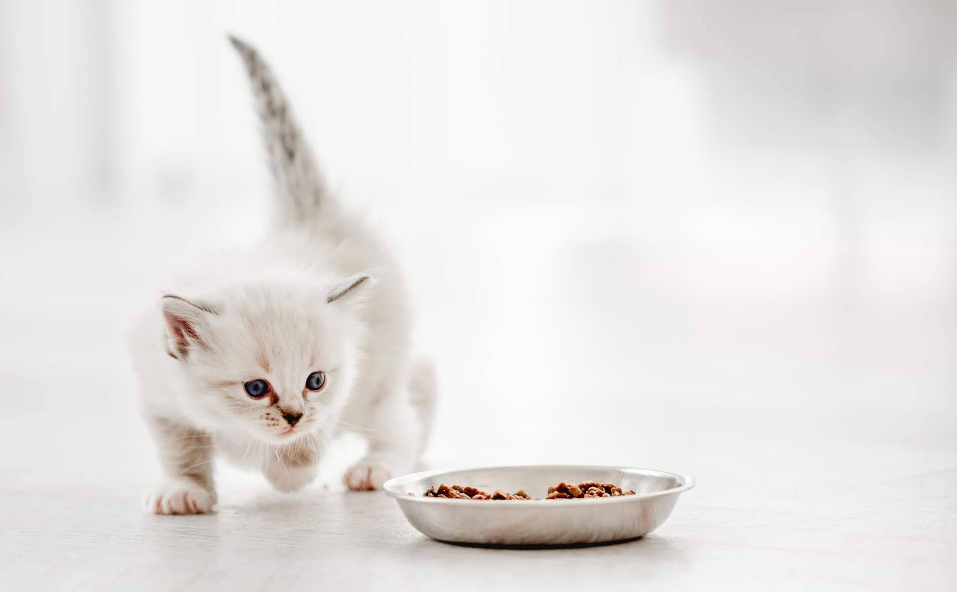 La creación de publicidad digital con mascotaperdida112.com para encontrar gatos perdidos