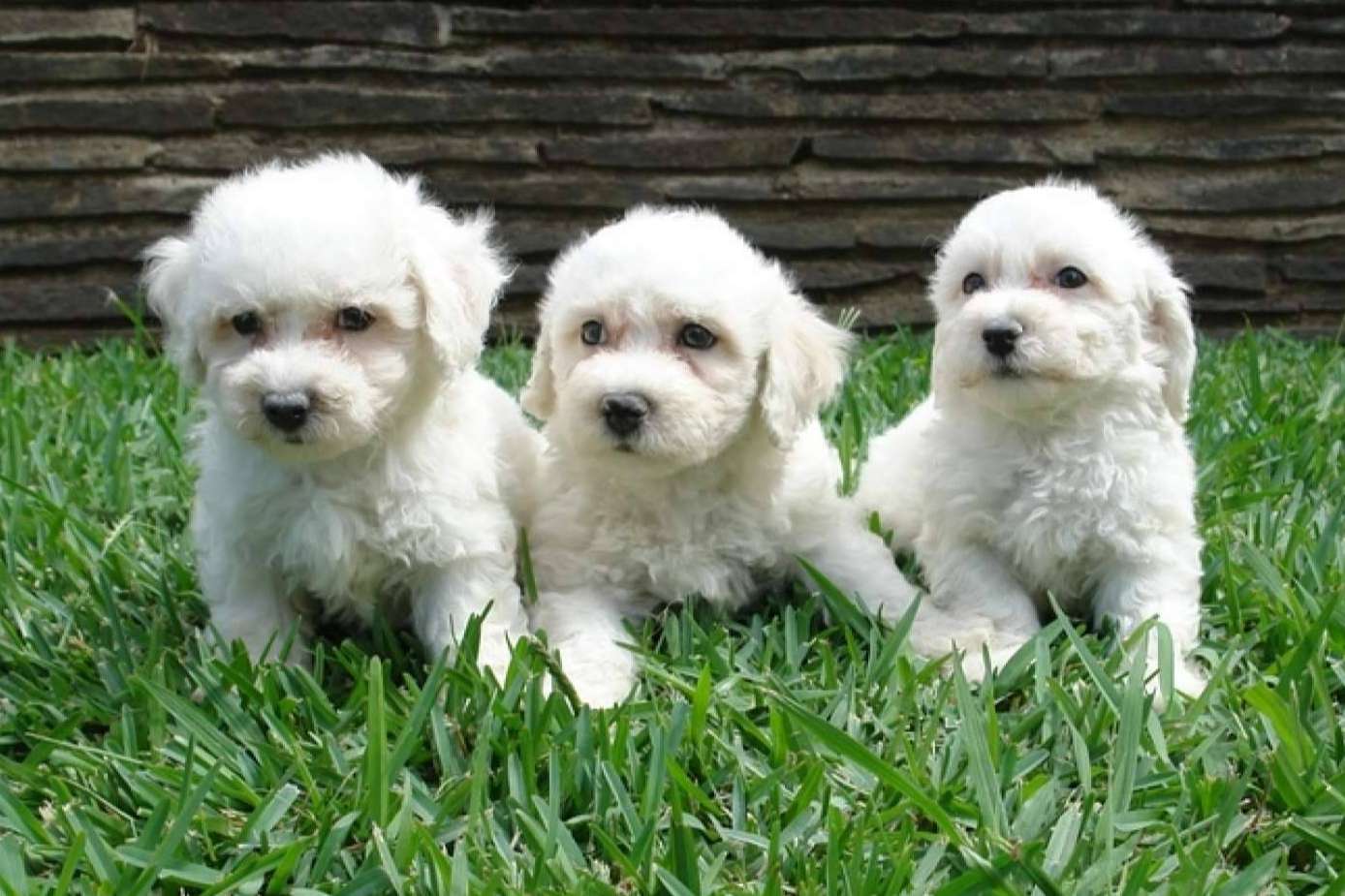 El Mundo del Cachorro, el criadero cachorros que ofrece la compra legal y autorizada de caninos