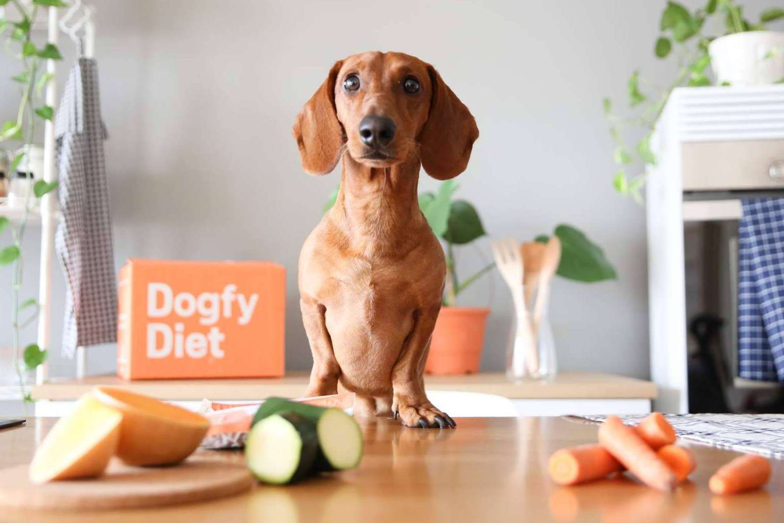 Comida natural para perros, la alternativa alimentaria de Dogfy Diet que fortalece el sistema inmune entre otros beneficios