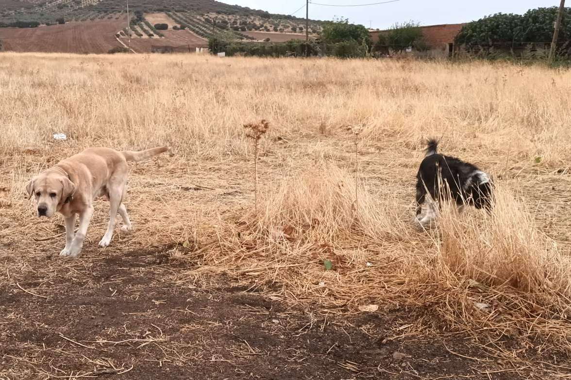 Asociación Española de Perros de Apoyo, ¿Qué hay que tener en cuenta a la hora de adoptar a un perro?