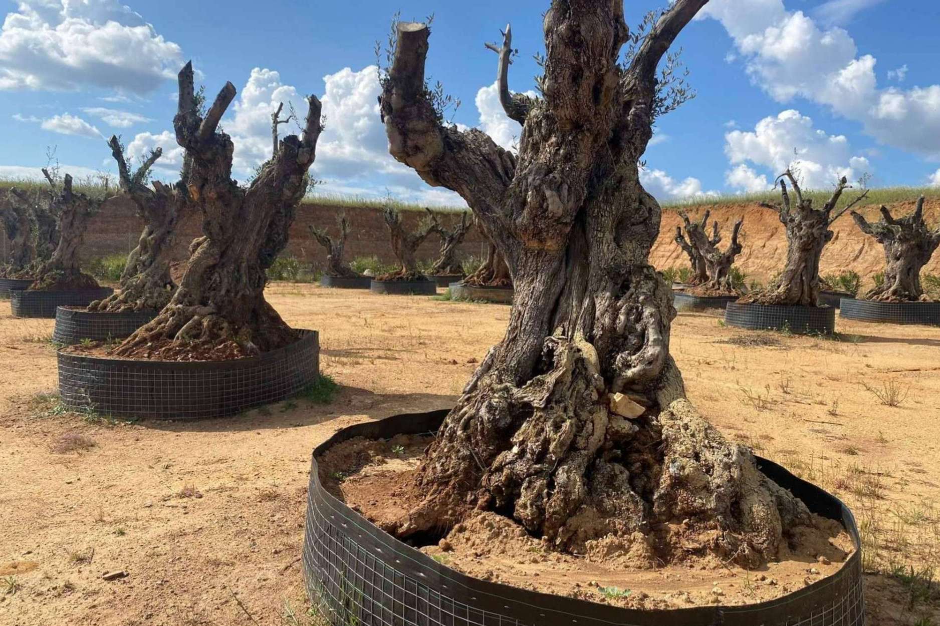 Olivos Extremadura, venta de olivos a toda España