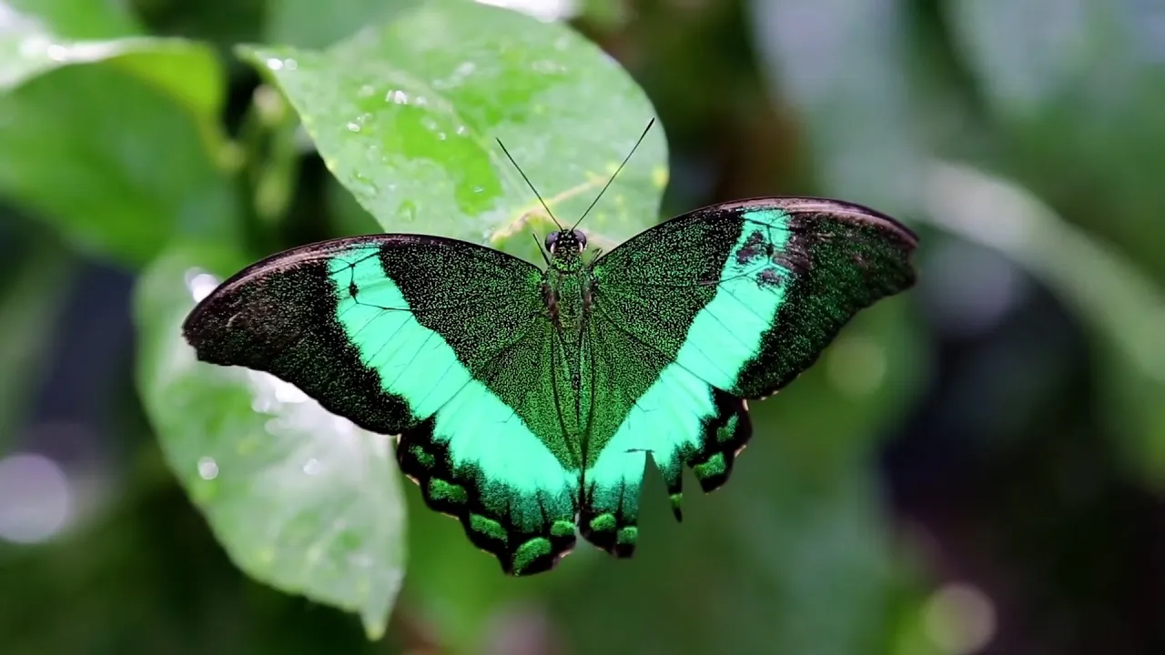La peculiaridad de la mariposa de hoja seca.