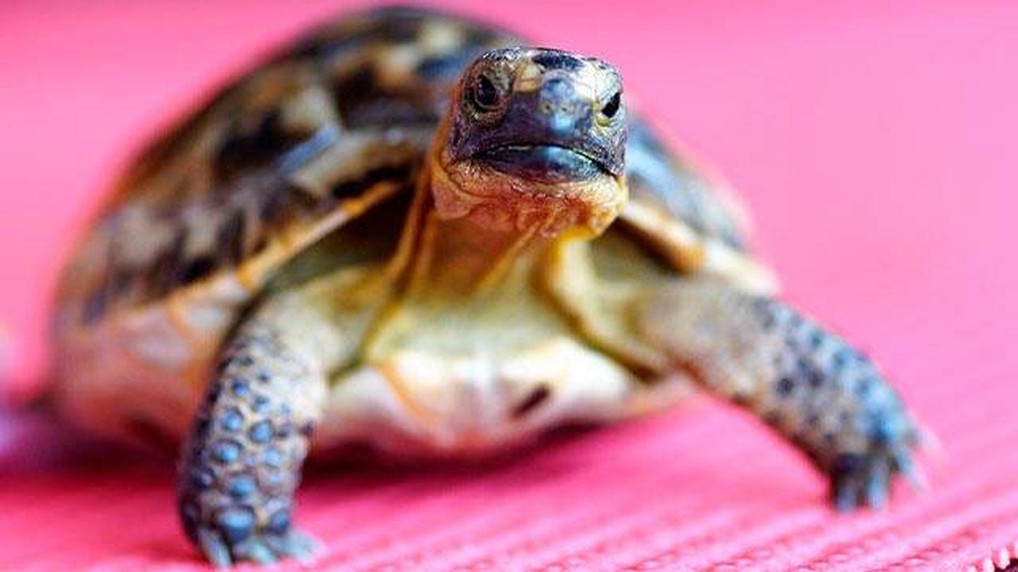 Estos son los animales que no puedes tener como mascotas en España