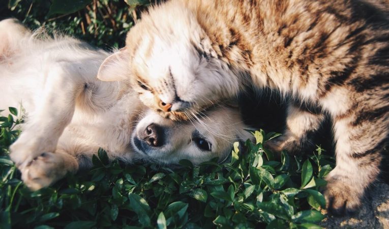 El nuevo listado positivo de animales de compañía