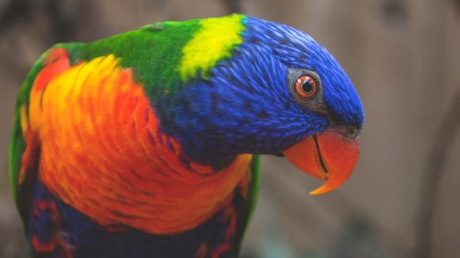 Aves