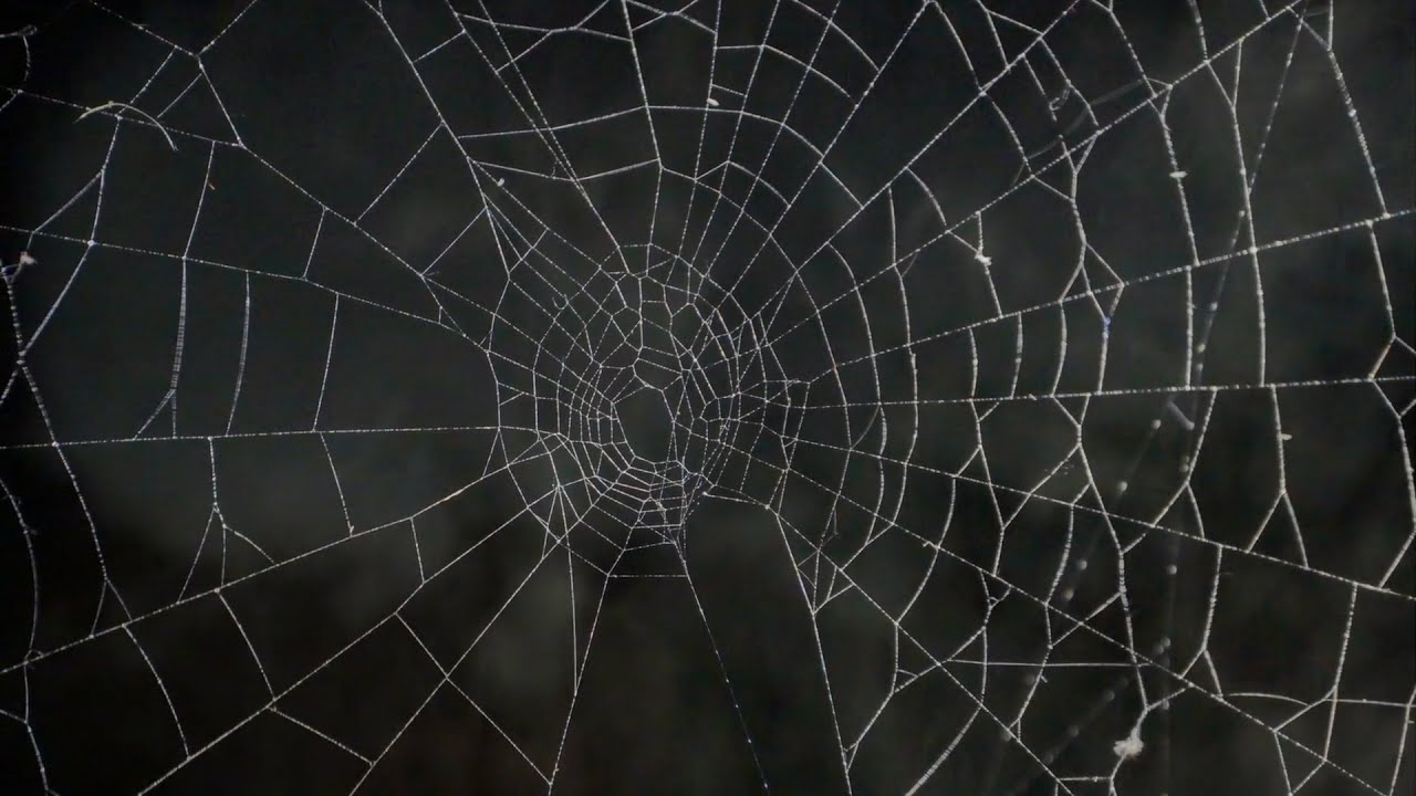El material más resistente creado por la naturaleza.