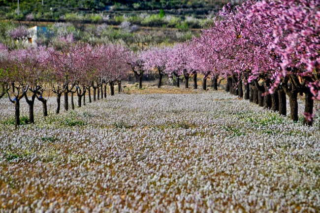 Los pueblos de España más bonitos donde ver almendros en flor 1 Merca2.es amendros