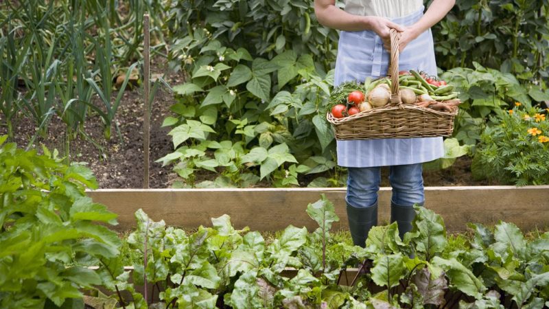 Educación y la concienciación sobre la biodiversidad para protegerla