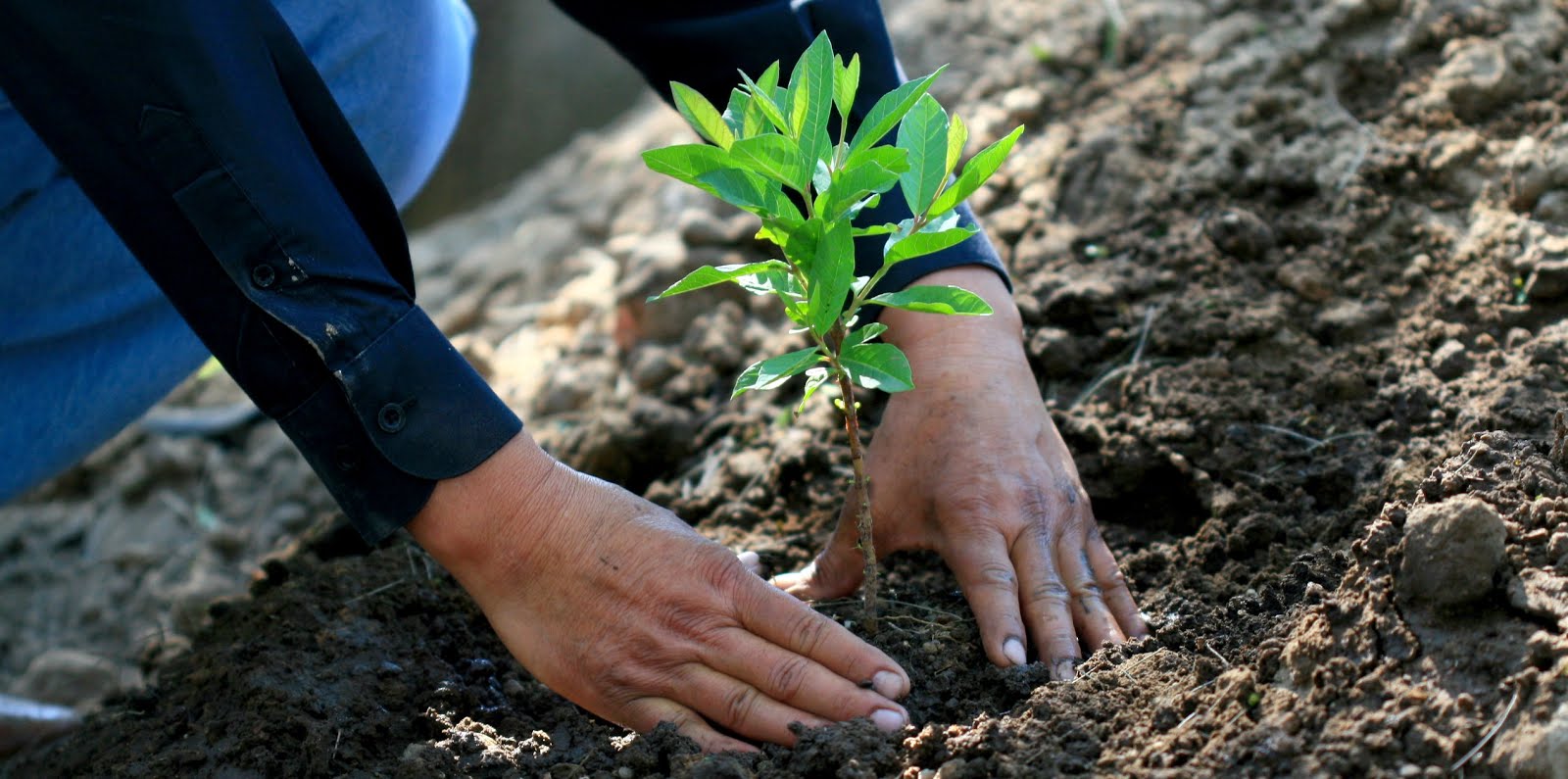 Que es la reforestación y por qué está salvando a España