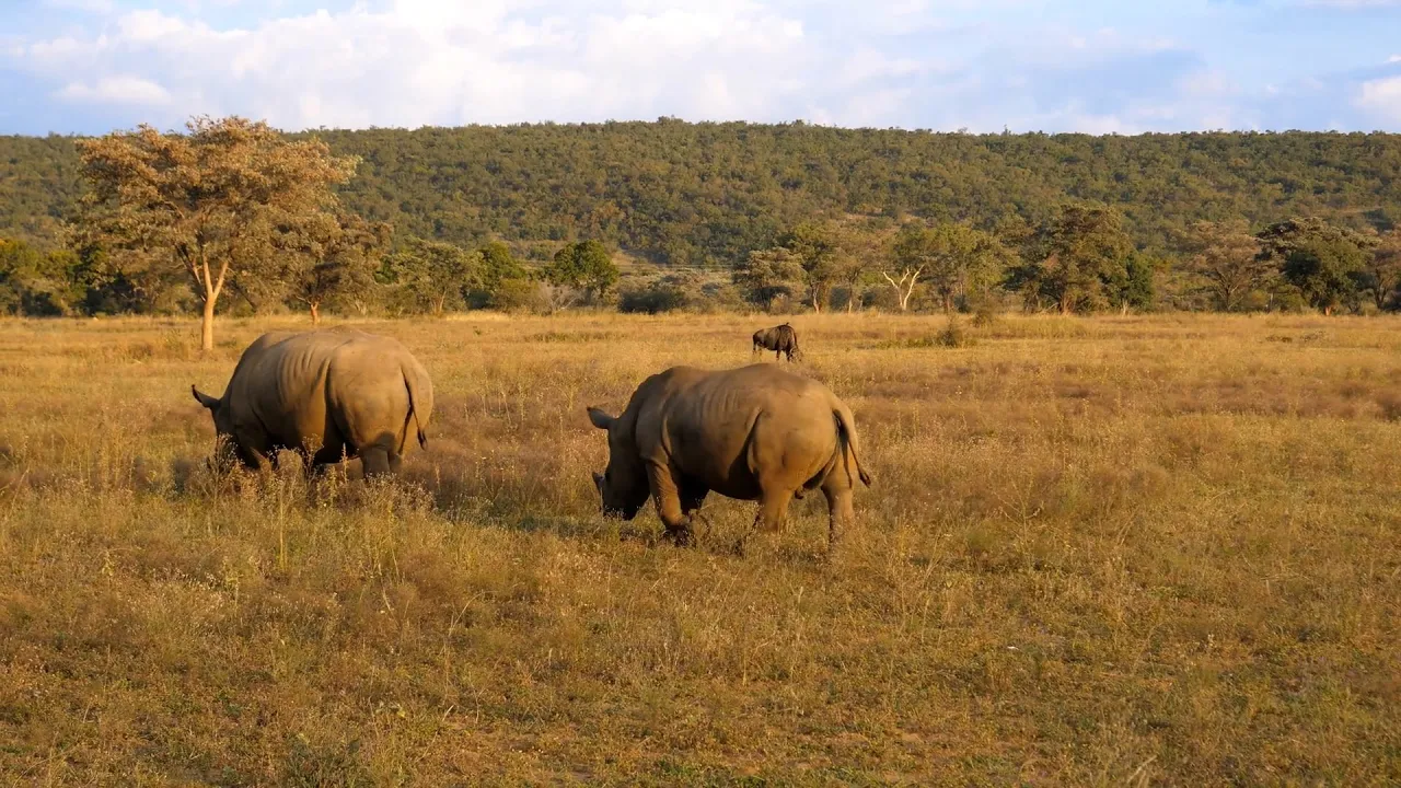 La extinción del rinoceronte negro de África.