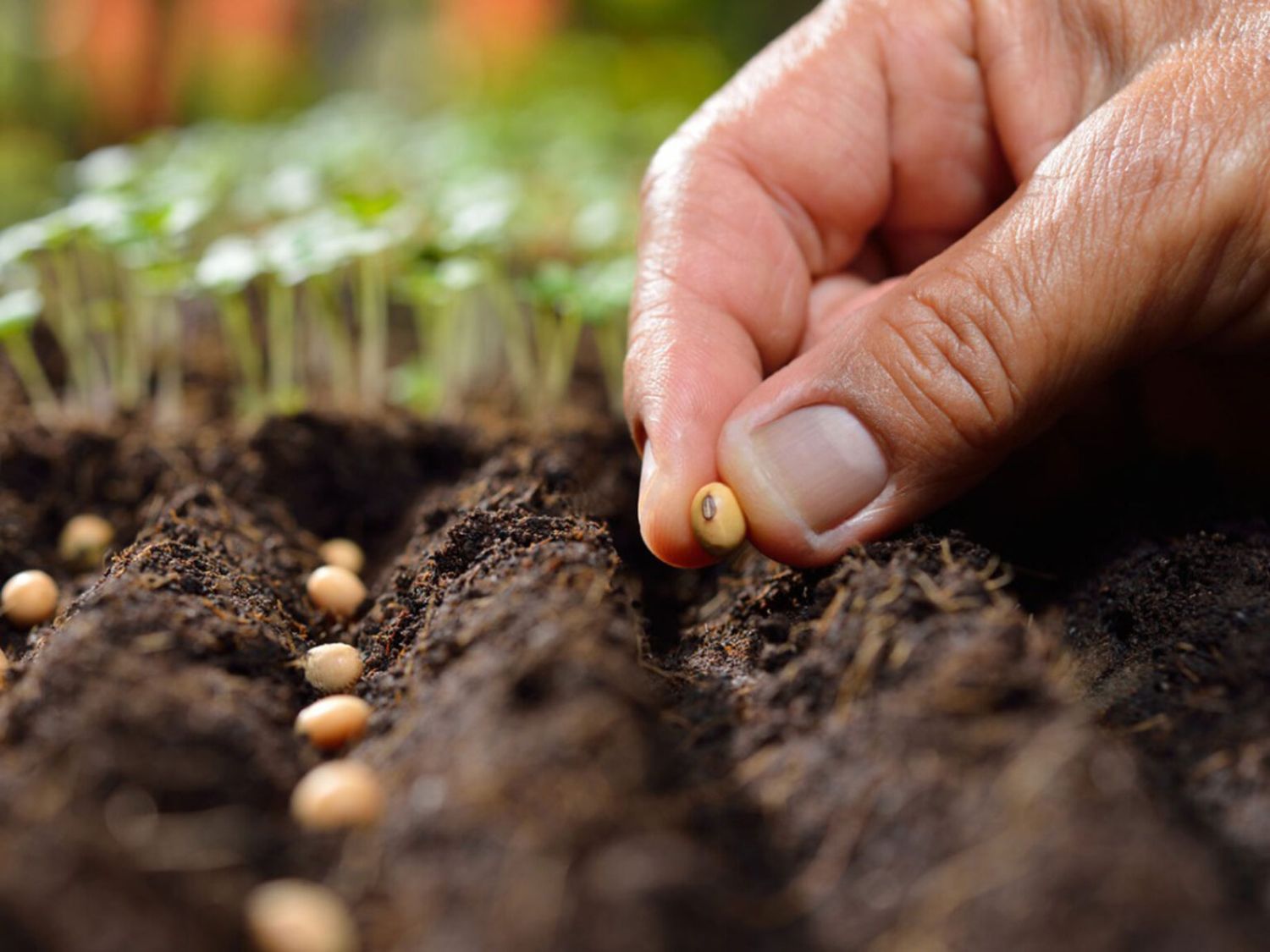 Utilizar semillas orgánicas para una agricultura sostenible