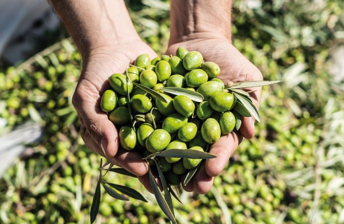 Aceitunas para aceite de oliva Merca2.es