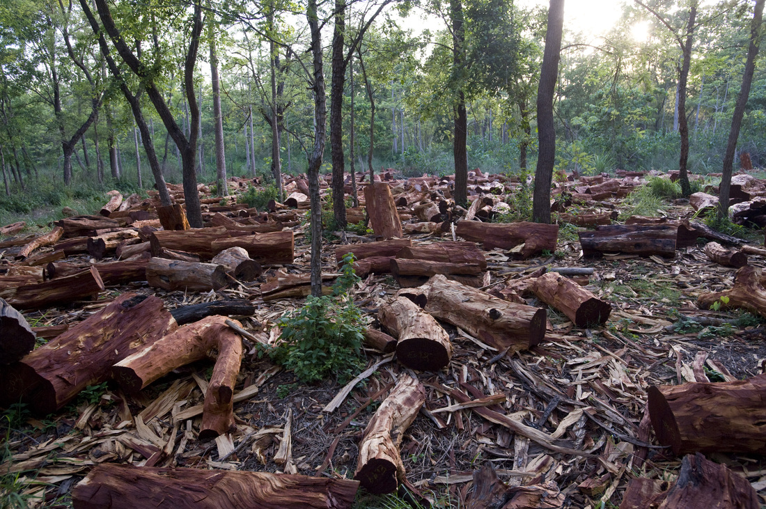 Cuál es el futuro de la deforestación en España
