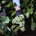 El sector vinícola pide su rescate de «forma urgente» al Gobierno