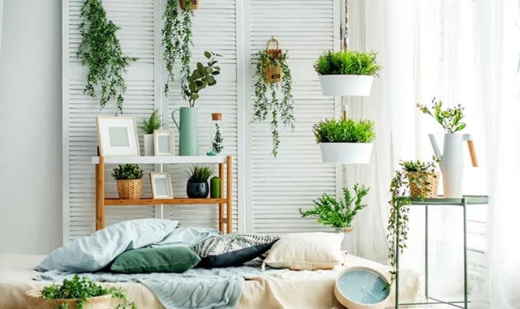 Plantas-en-tu-casa