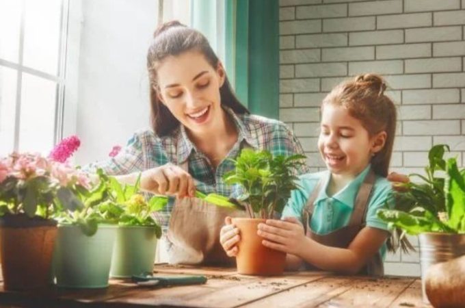 Plantas en tu casa 4 Merca2.es