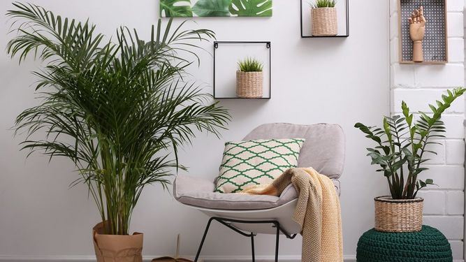 La importancia de tener plantas dentro de casa