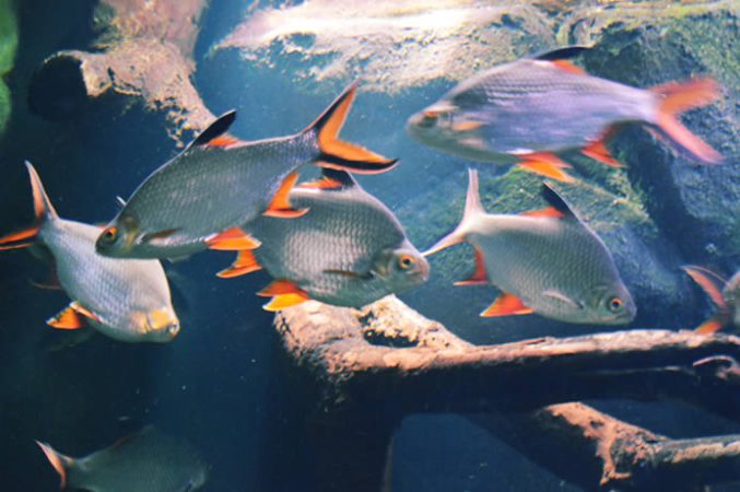 Visita el Acuario de Zaragoza para conocer todo sobre las rayas de agua dulce