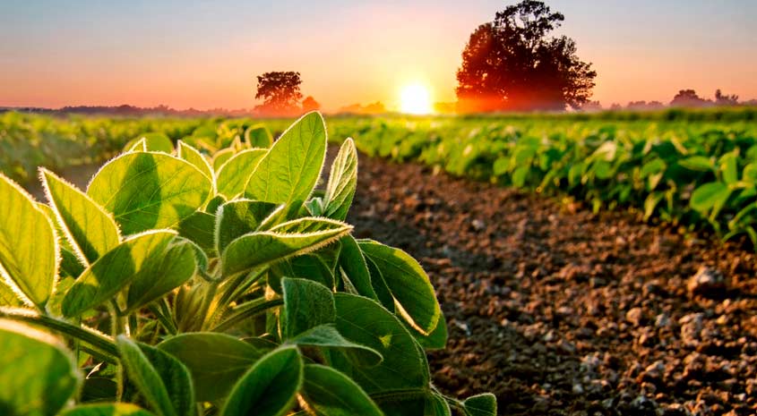 ¿Qué es la agricultura sostenible?