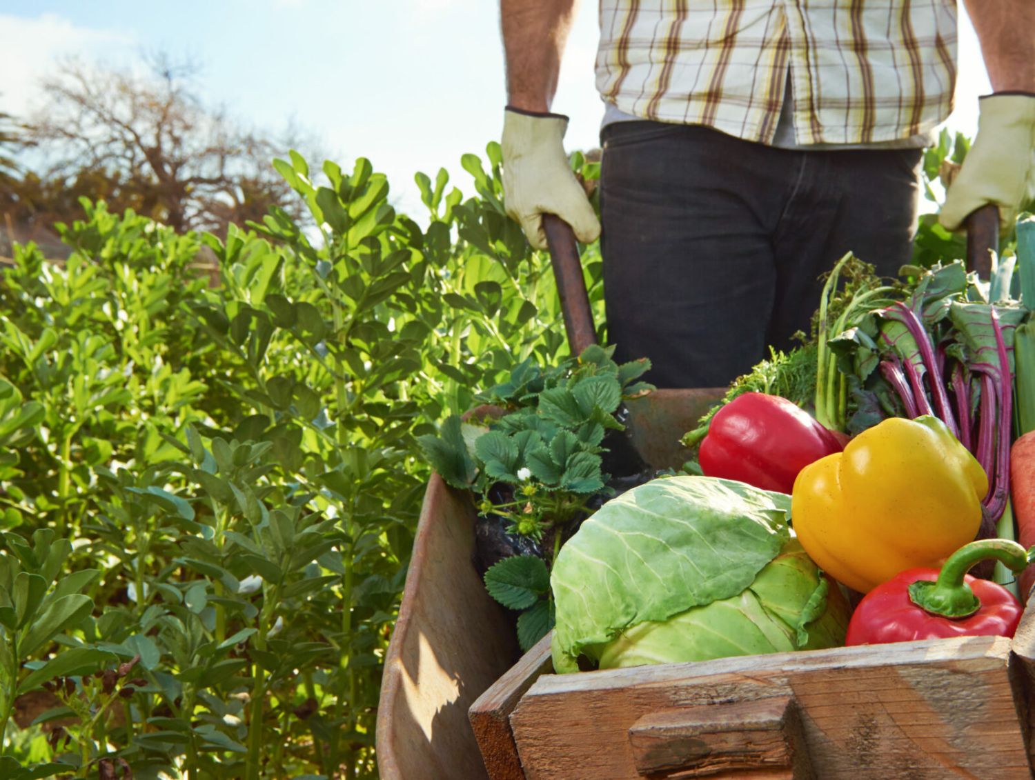 ¿Cómo afecta la agricultura sostenible a la salud humana?