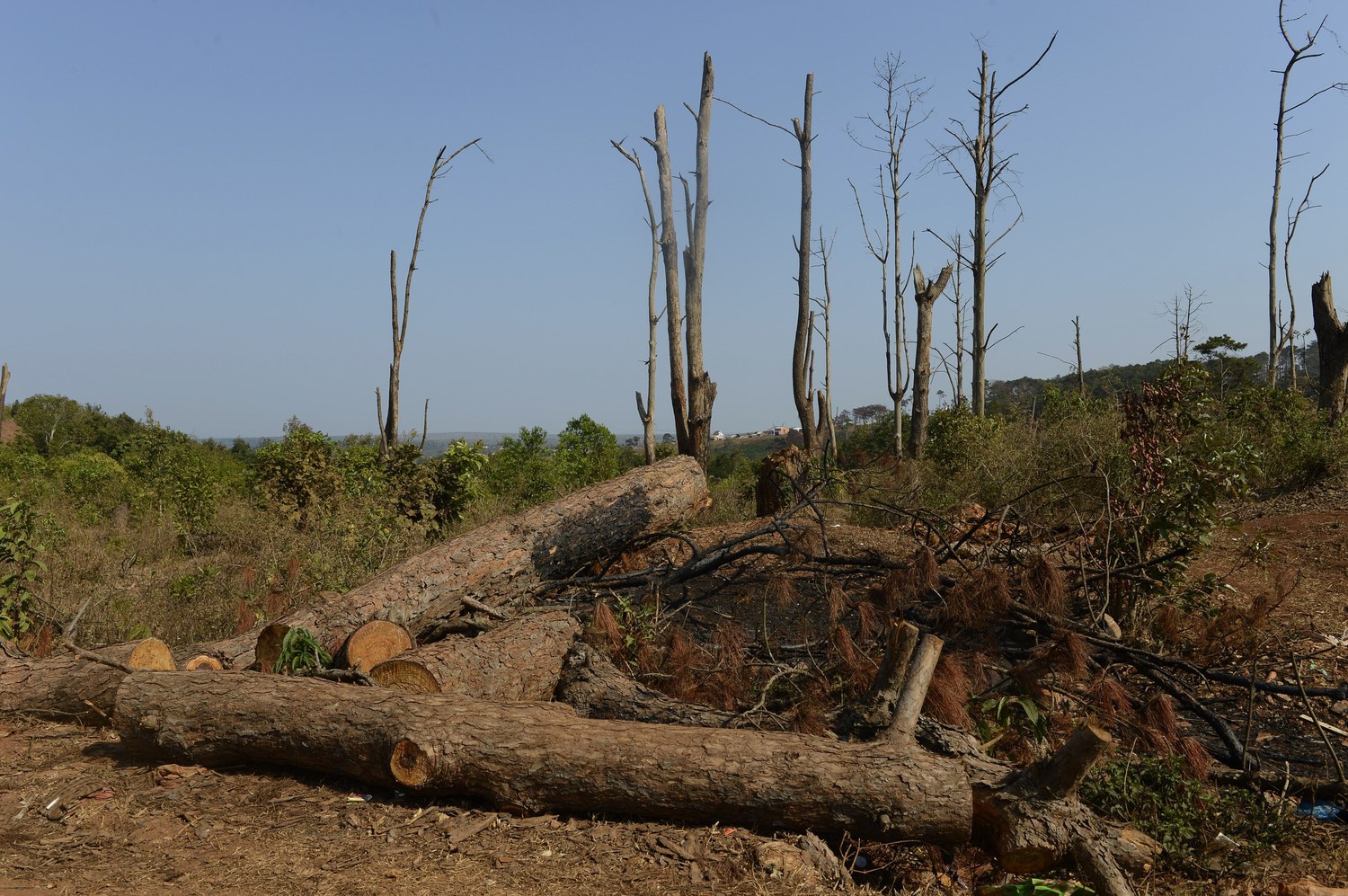 Consejos para ayudar a prevenir la deforestación en España