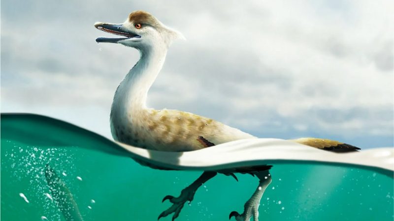 este dinosaurio tenia cuerpo de Merca2.es