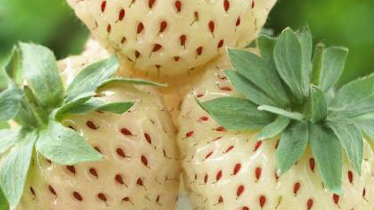 La curiosidad de las fresas blancas.