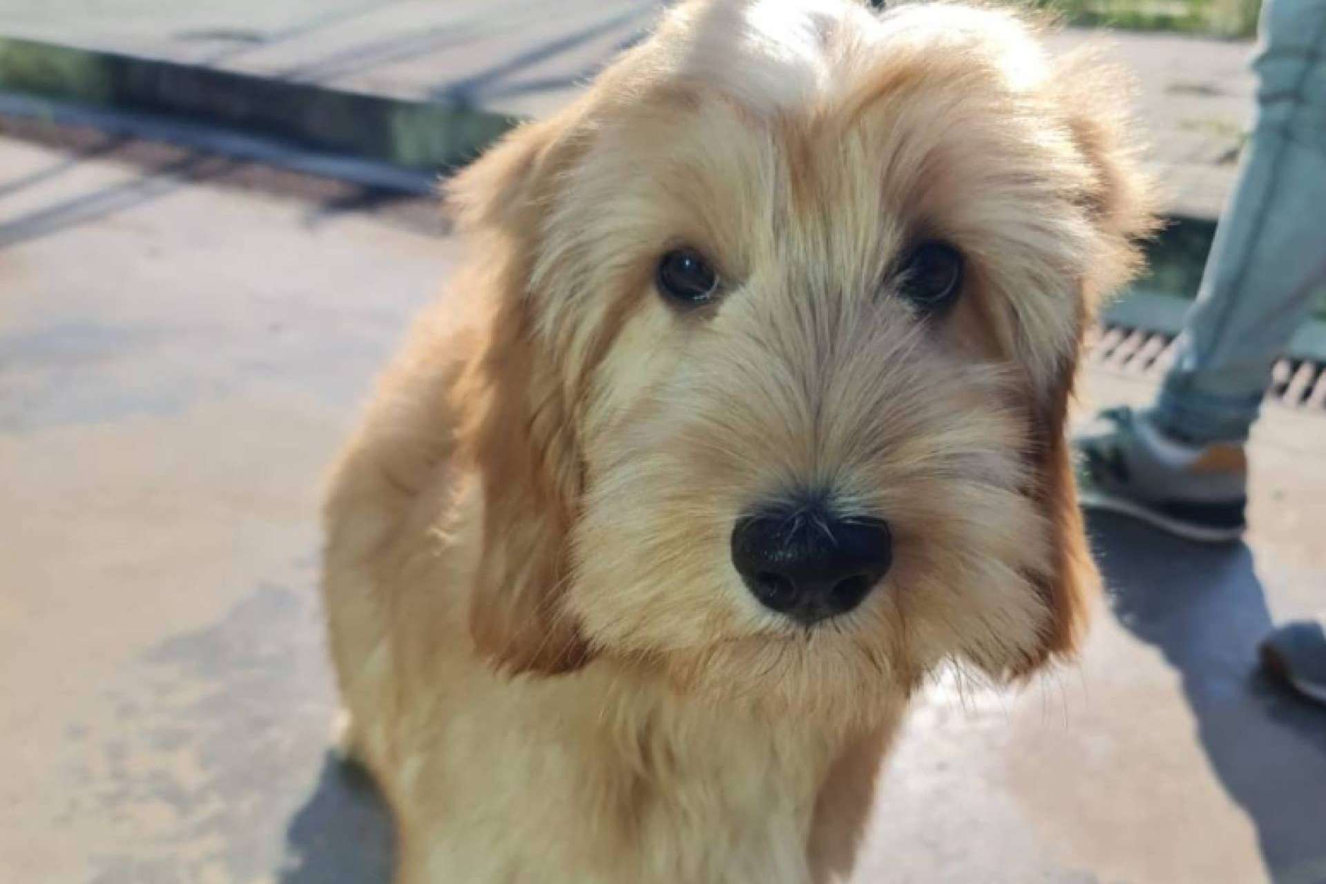 Así debe ser el transportín para el traslado de mascotas en avión