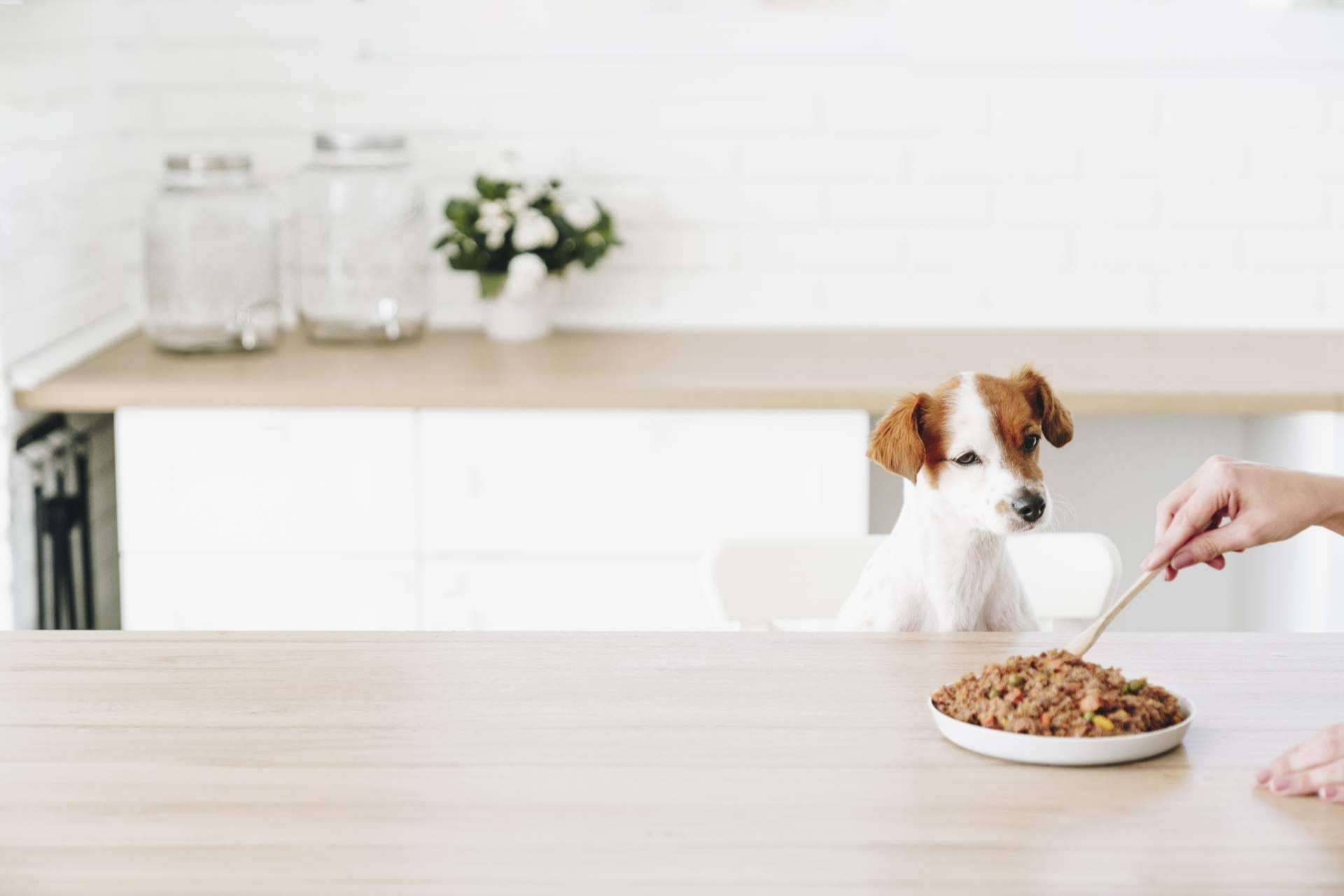 ¿Un perro que aún come pienso? Dogfy Diet ofrece una forma de alimentación natural para perros