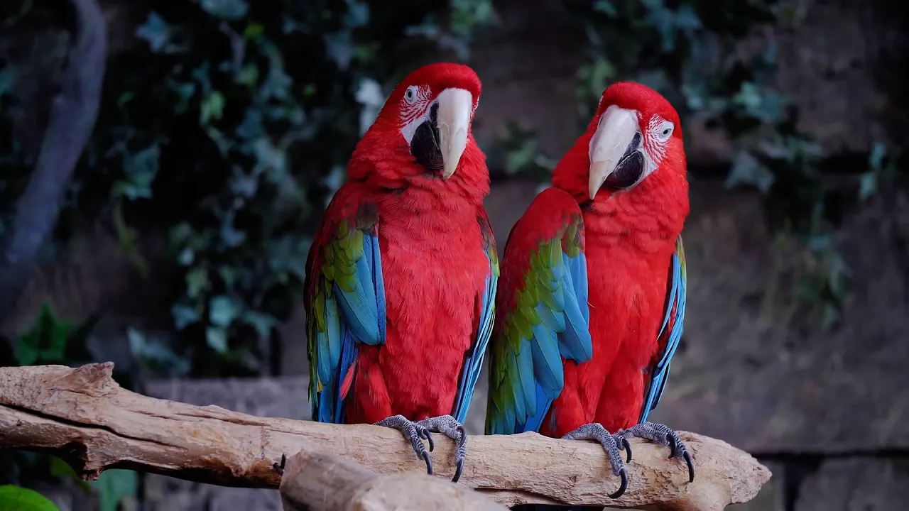 Descifran las claves neuronales del «sexto sentido» de las aves