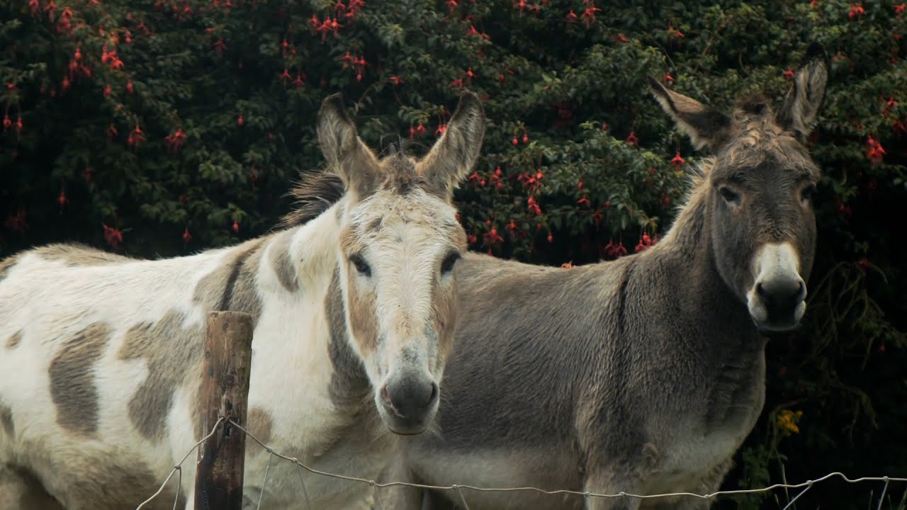 Burrolandia: el furor por pasar un domingo rodeado de burros