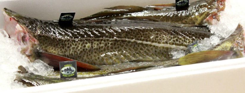Pescado fresco