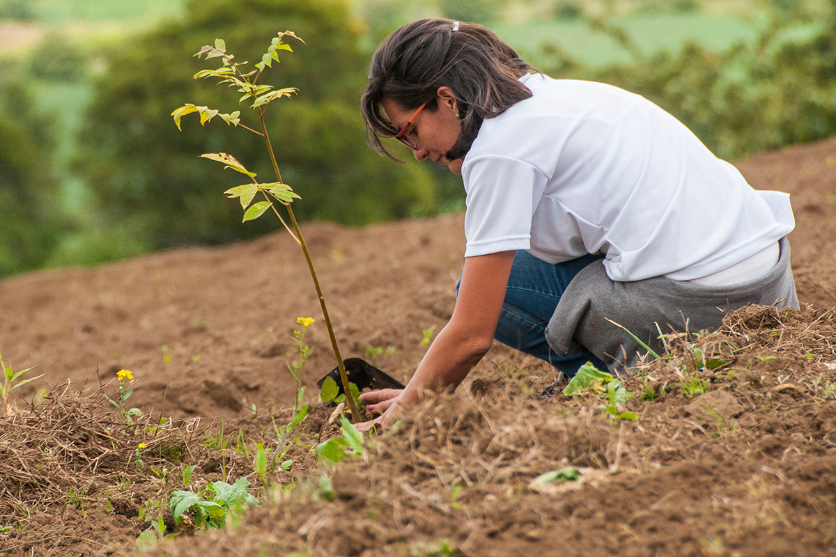Por qué la reforestación es la clave para combatir el cambio climático