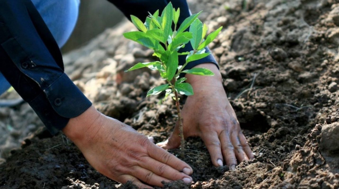 Reforestación para Combatir el Calentamiento Global