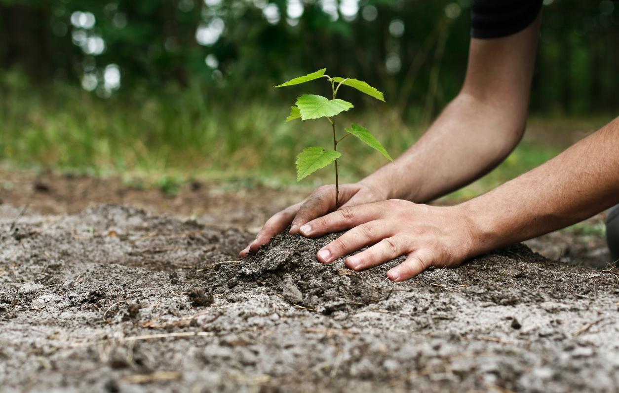 Los Impactos de la Reforestación en el Cambio Climático