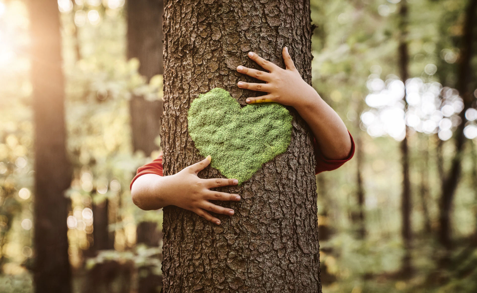 La destrucción de los bosques